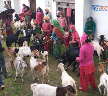 मुसीकोटका ३ समुह तथा सहकारीलाई बाख्रा वितरण 